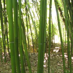 Bamboo Phyllostachys rubromarginata